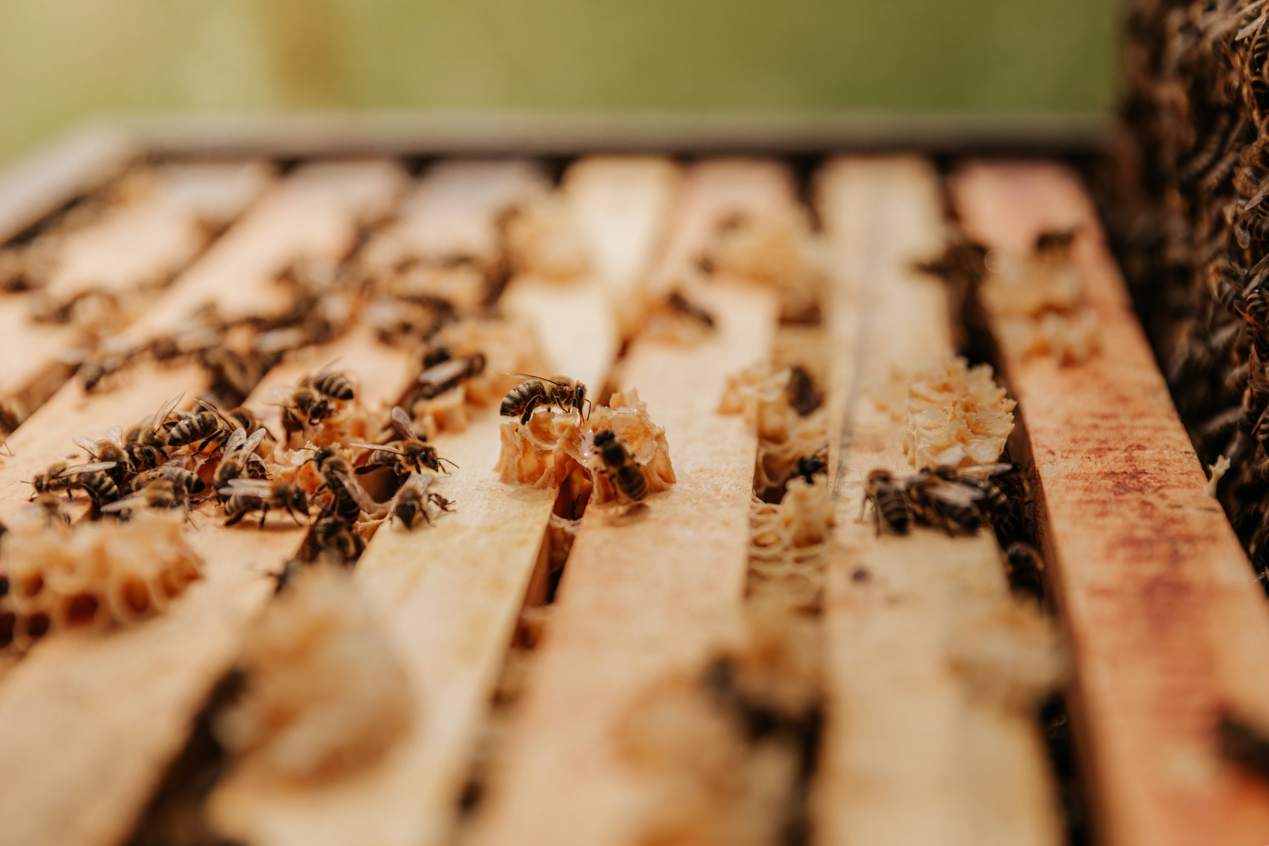 Cera de abeja VENTAJAS DEL USO DE - Apiarios de Chiapas